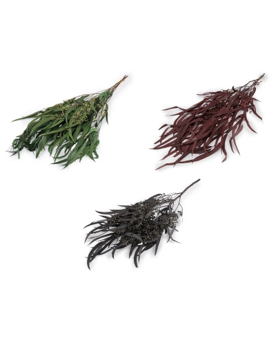 Stabilizovaný eukalyptus zväzok - 1 zväzok | Mimib