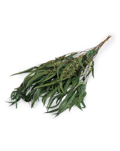 Stabilizovaný eukalyptus zväzok - 1 zväzok | Mimib