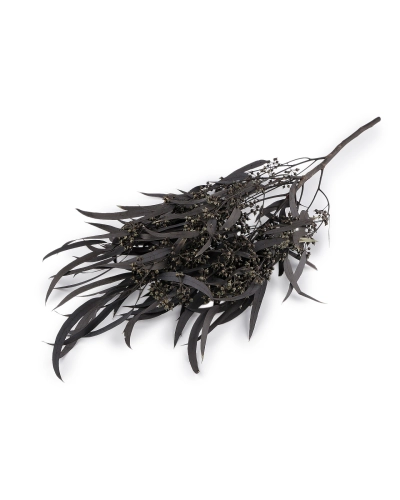 Stabilizovaný eukalyptus zväzok - 1 zväzok | Mimib