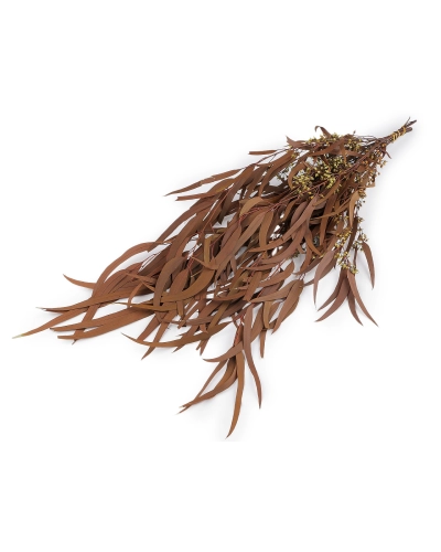 Stabilizovaný eukalyptus zväzok - 1 zväzok | Mimib