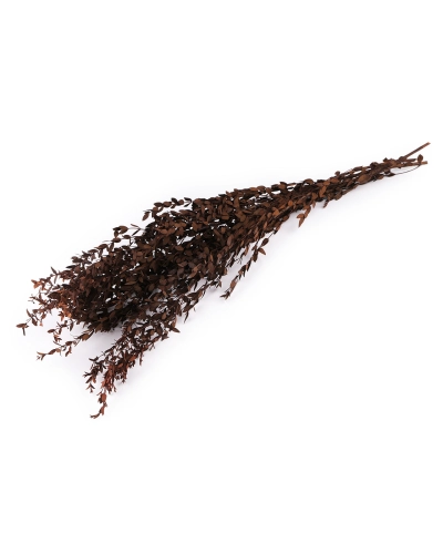 Stabilizovaný olivovník zväzok - 1 zväzok | Mimib