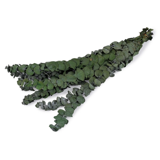 Stabilizovaný eukalyptus zväzok - 1 zväzok | Mimib