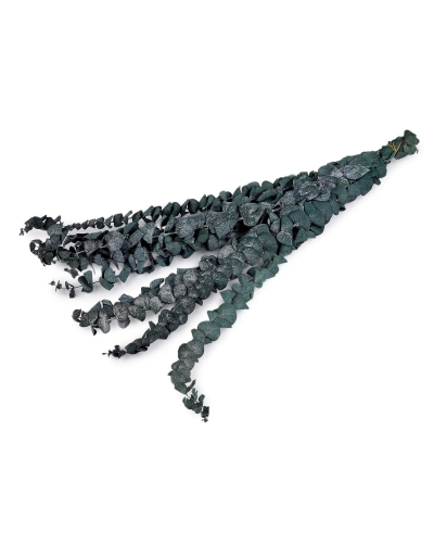 Stabilizovaný eukalyptus zväzok - 1 zväzok | Mimib