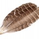 Bažantí peří délka 10-18 cm10 - 10ks