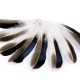Kachní peří délka 10-14 cm 1sáček